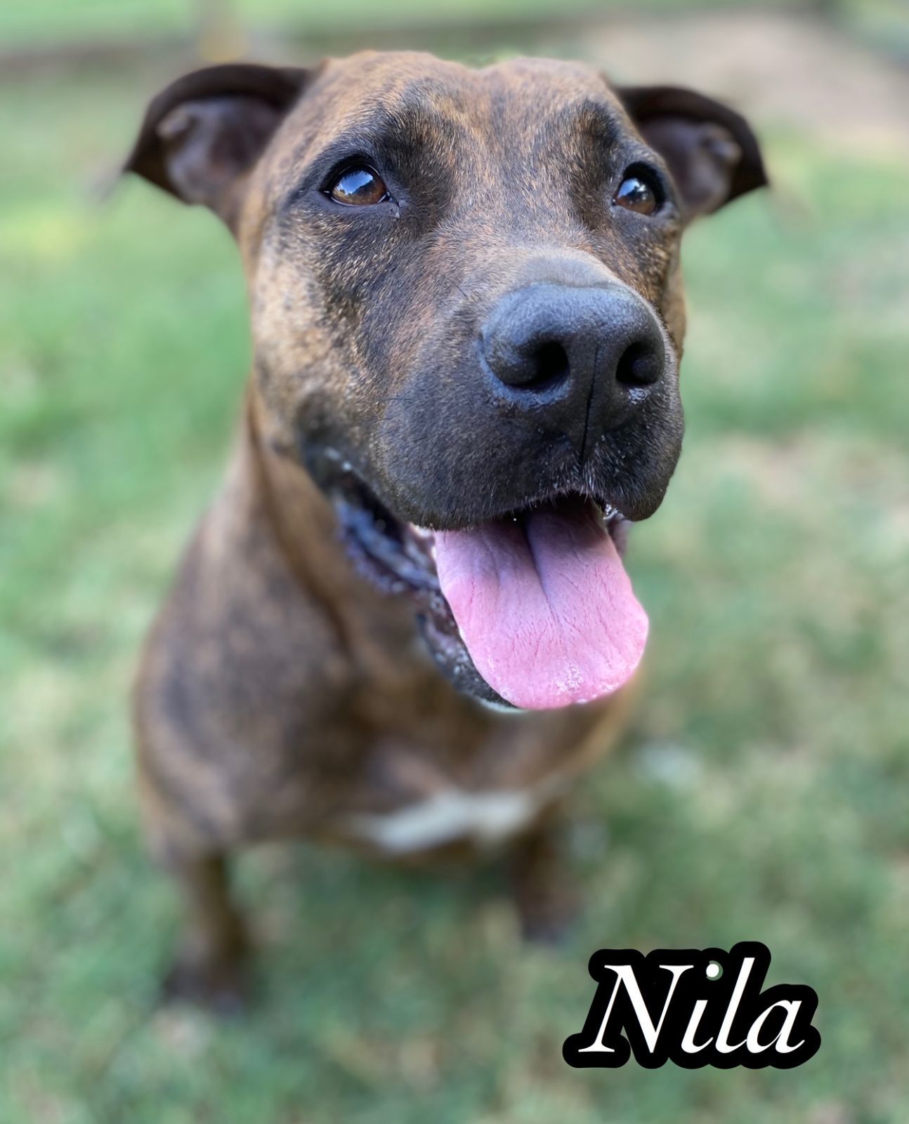 Nila